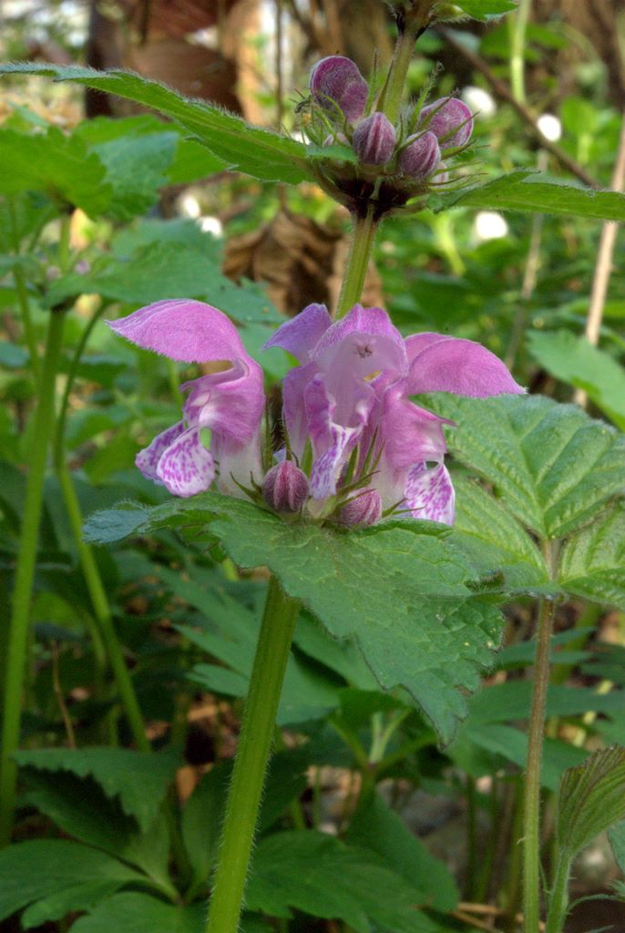 Lamium maculatum / falsa ortica macchiata